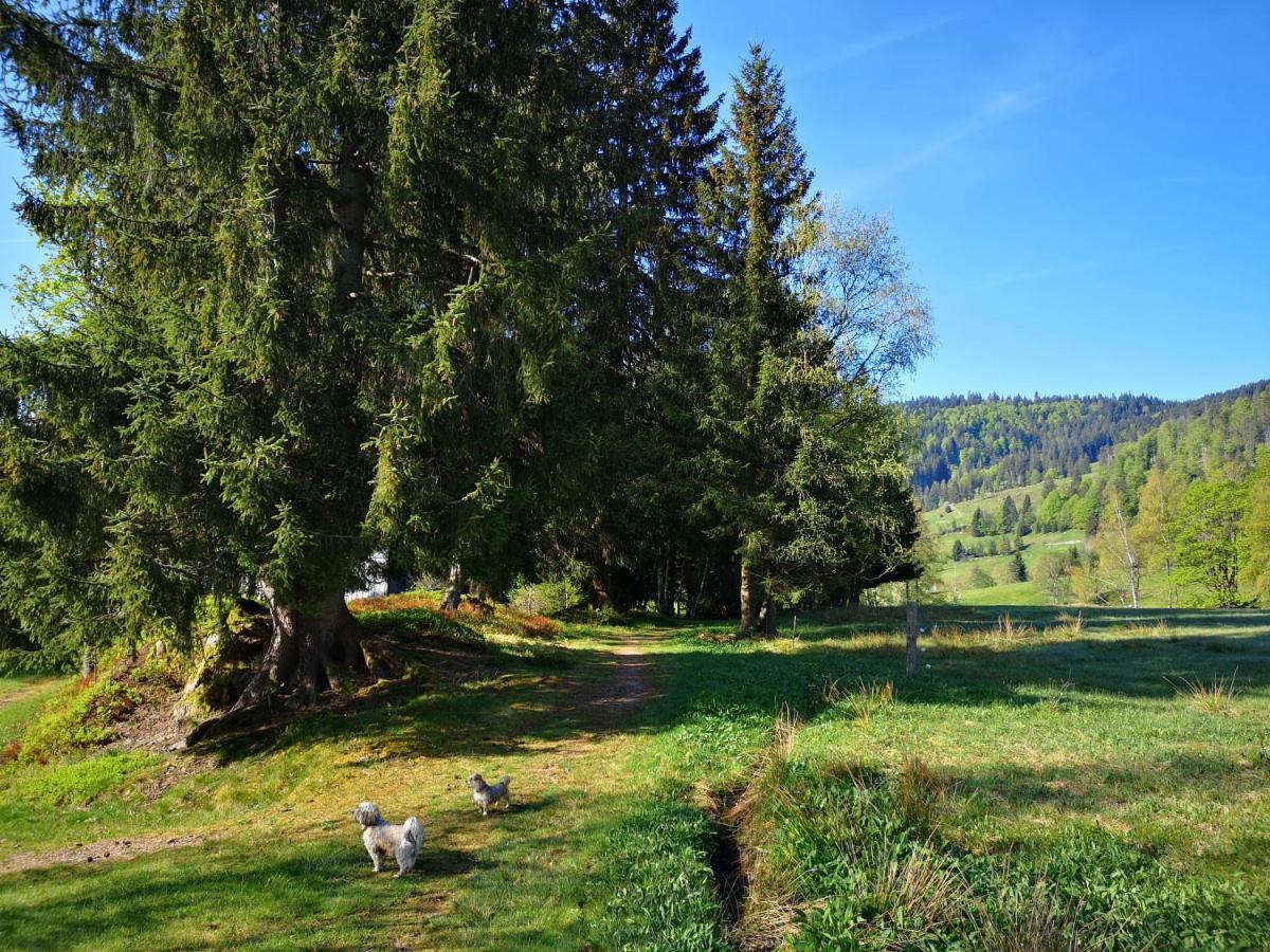 B4 Albmatte Apartman Menzenschwand-Hinterdorf Kültér fotó