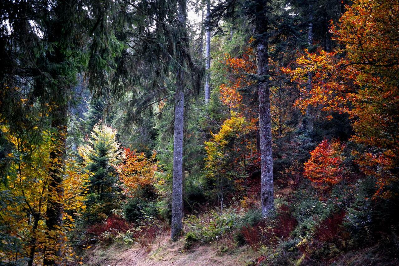 B4 Albmatte Apartman Menzenschwand-Hinterdorf Kültér fotó